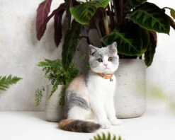 Collier En Cuir Pour Chat Collection Velouté 9 Collier En Cuir Pour Chat Collection Velouté -Hariet & Rosie image 5fc4db7b 4bb3 4fb7 b1e5 7a0a77fdb430