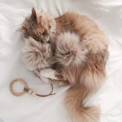 Jouet Pour Chat Tollo 9 Jouet Pour Chat Tollo -Hariet & Rosie image a3d27e3f 9580 40bb 9fec bf4e6a3202f8