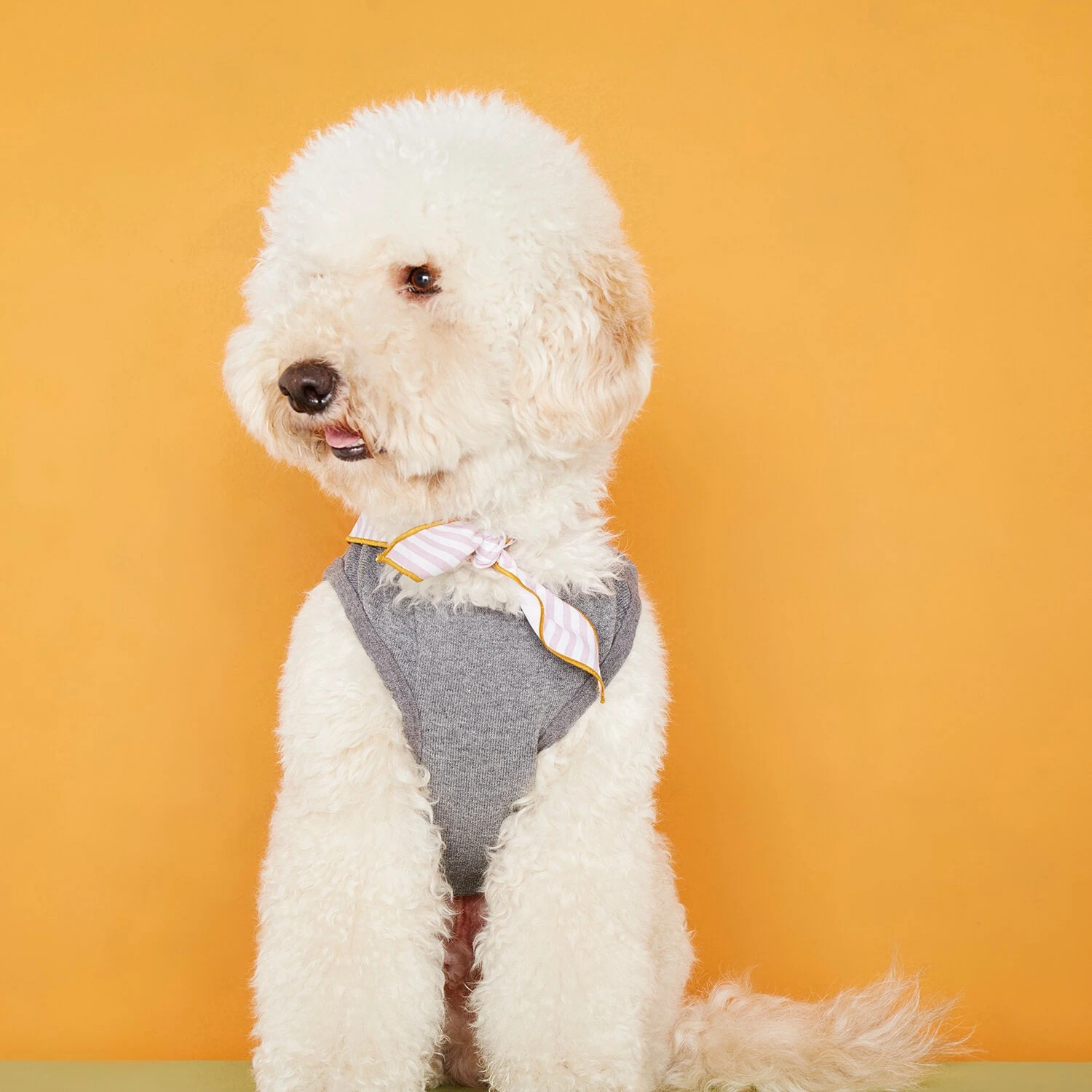 Body Pour Chien Josef 4 Body Pour Chien Josef – Image 4