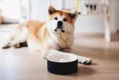 Bol En Céramique Anti-glouton Pour Chien -Hariet & Rosie magisso self cooling pet bowl happy pet project 01