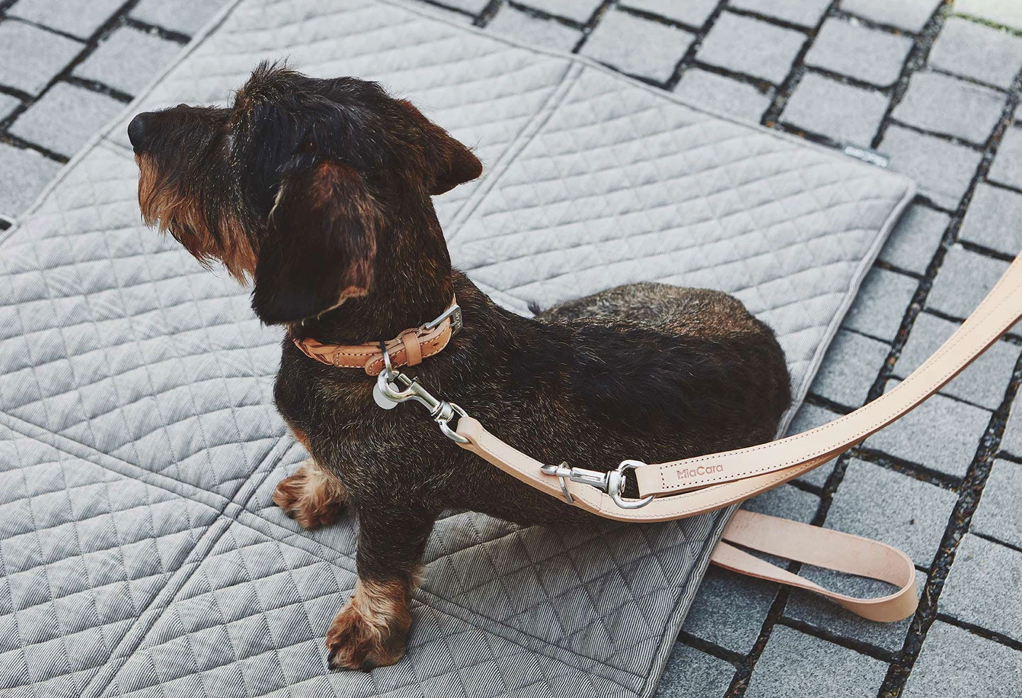 Collier En Cuir Pour Chien Bergamo 4 Collier En Cuir Pour Chien Bergamo – Image 4