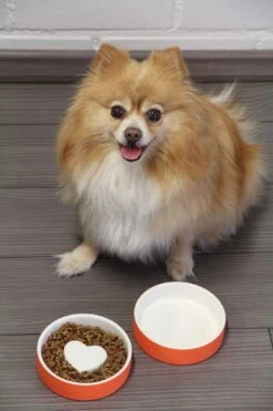 Bol Anti-glouton Pour Chat Et Petit Chien 9 Bol Anti-glouton Pour Chat Et Petit Chien -Hariet & Rosie p 774e442a 307e 49b4 bce6 3d50acc2b8ef