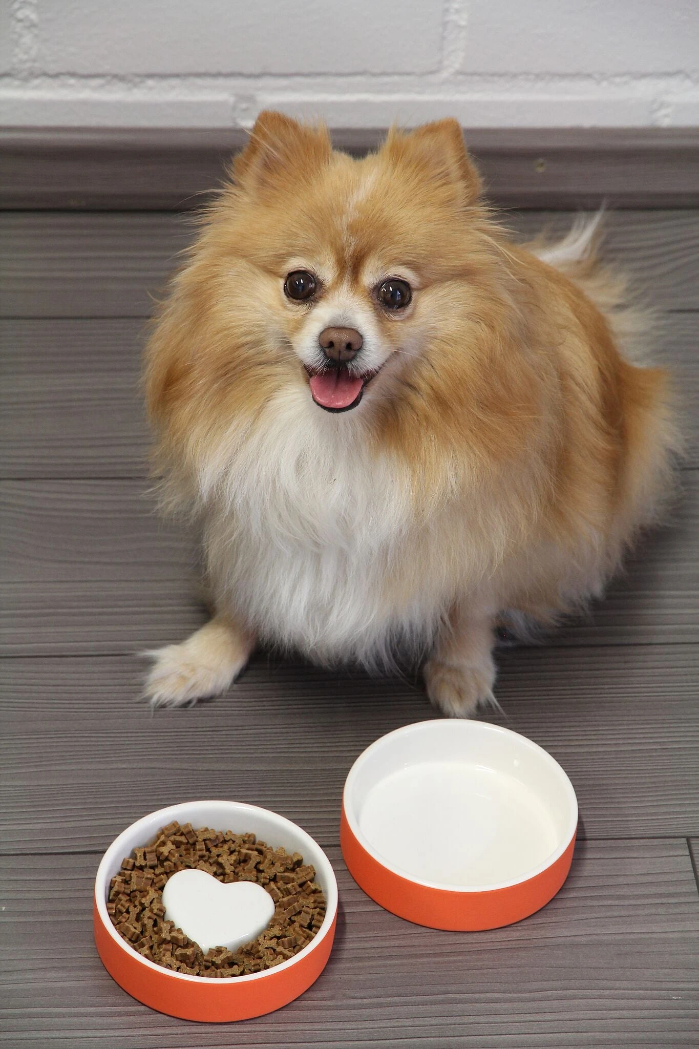 Bol Anti-glouton Pour Chat Et Petit Chien 5 Bol Anti-glouton Pour Chat Et Petit Chien – Image 5