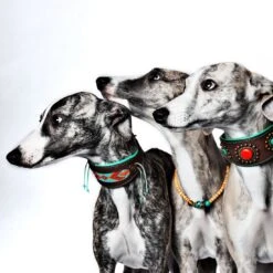 Collier En Cuir Paddy Lee Dwam -Hariet & Rosie paddy lee collar greyhound m 7042 en G