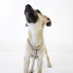 Harnais Grill See Scout Sleep 6 Harnais Grill See Scout Sleep -Hariet & Rosie scene harness puppy nice grill cream and black 1 700x700 1