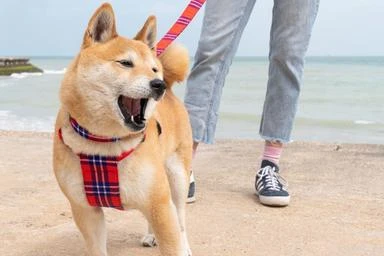 Harnais Pour Chien Shuka Red 1 Harnais Pour Chien Shuka Red