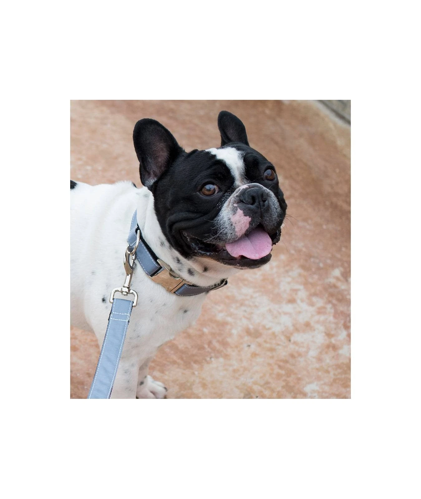 Collier Pour Chien Solid Grey 2 Collier Pour Chien Solid Grey – Image 2