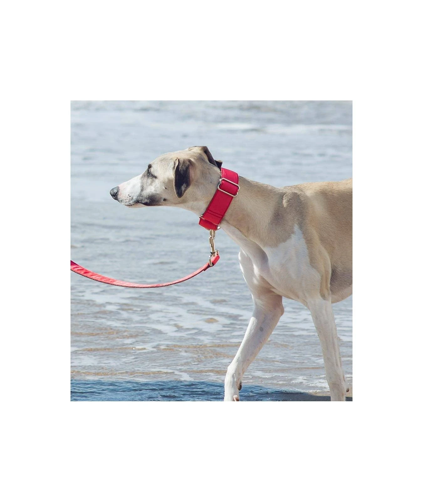 Collier Pour Chien Strawberry 3 Collier Pour Chien Strawberry – Image 3