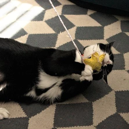 Jouet Pour Chat Star à La Cataire 2 Jouet Pour Chat Star à La Cataire – Image 2