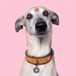 Collier En Cuir Tiger Lily Dwam -Hariet & Rosie tiger lily 2 cm collar xxs 9336 en G