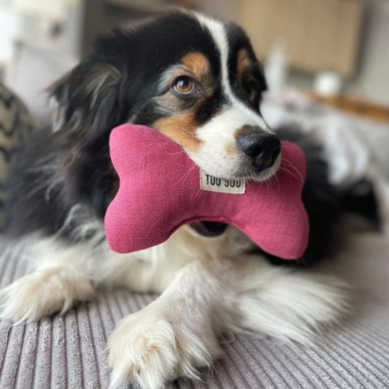 Jeu Os Pour Chien En Lin Naturel 2 Jeu Os Pour Chien En Lin Naturel – Image 2