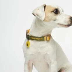 Collier Pour Chien Sonia 11 Collier Pour Chien Sonia -Hariet & Rosie tpw sonia collar01 01