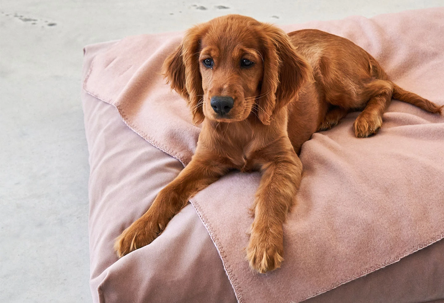 Coussin Relaxant Pour Chien Velluto 4 Coussin Relaxant Pour Chien Velluto – Image 4